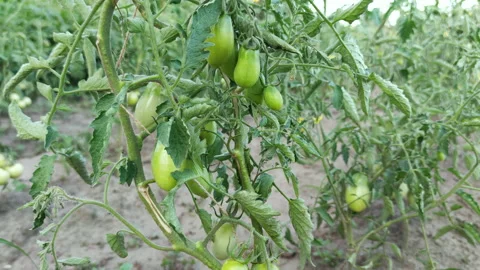 Bush of green tomatoes Stock Footage 201914678