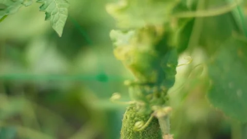 Bush with growing cucumber Stock Footage 115540912