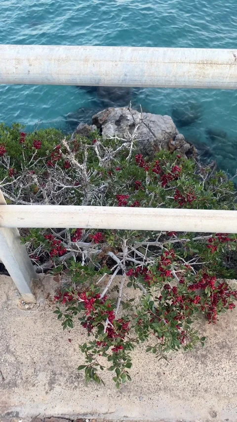 A bush grows on a bridge. The sea. Ocean. Vertical video Stock Footage 287492553