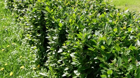 A bush grows in the garden. Glossy rays fall on the leaves of the bush. Stock Footage 154554039