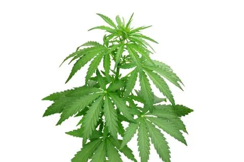 Bush hemp 스톡 사진