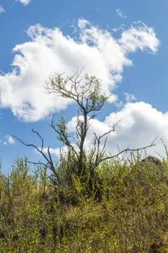 Bush on a hillside against a cloudy sky, Altai, Russia Stock Photos
