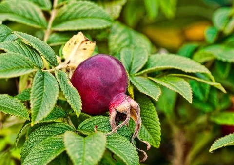 Bush hips. Stock Photos