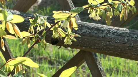 Bush honeysuckle. Stock Footage 714007
