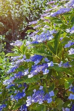 Bush of Hydrangea aspera ( rough-leaved hydrangea ) with flowers Stock Photos
