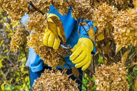 Bush hydrangea cutting or trimming with secateur in the garden Stock Photos