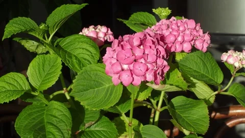 Bush Hydrangea flower in dark background Stock Footage 310733641