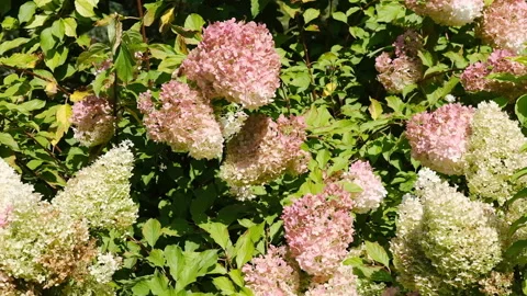 A bush with hydrangea flowers that sway in the wind. Flower bush in the summer Stock Footage 121396539