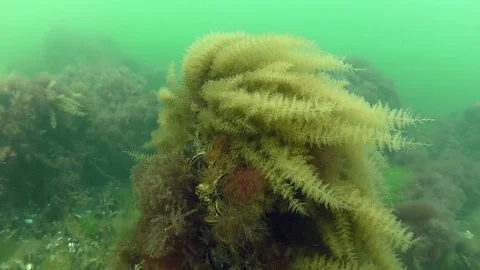 The bush of hydroids sweeps by waves. Stock Footage