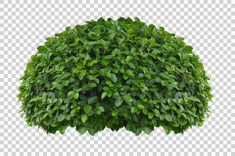 Bush isolated transparency background.. Foto stock