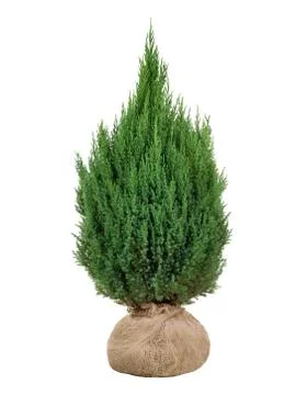 Bush juniper  isolated on a white background Stock Photos
