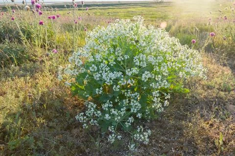 Bush kale (Crambe aspera) 스톡 사진