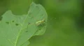 Bush Katydid (Scudderia sp.) Nymph 1 HD Footage