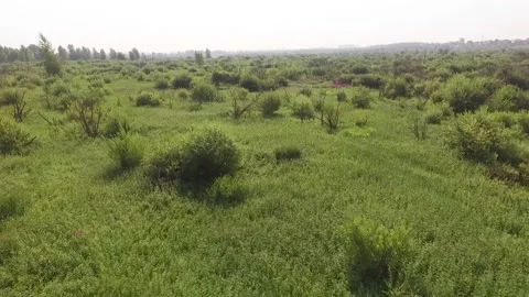 Bush lake Stock Footage 139455366