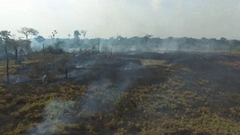 Bush landscape with forest fires Stock Footage 80556799