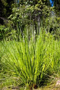 A bush of large grass on the edge of the forest, next to the swamp. Stock Photos