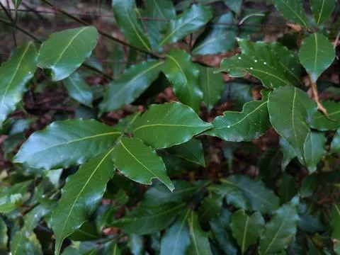 Bush Laurel green Stock Photos