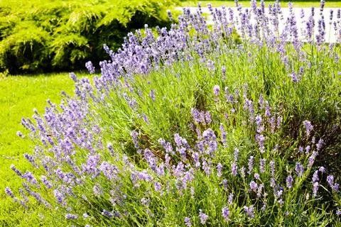 Bush of lavender Stock Photos