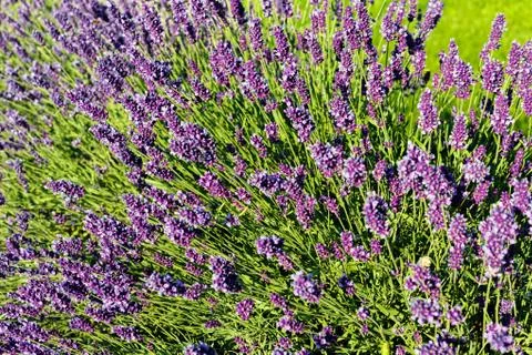 Bush of lavender Stock Photos