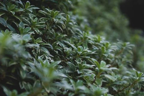 Bush leafs perspective blurred Stock Photos