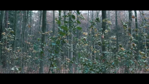 Bush leaves moving in the wind Stock Footage 322812670