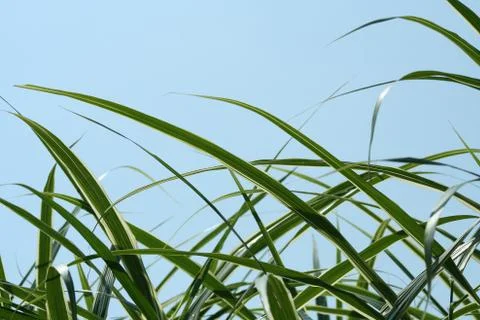 Bush leaves Stock Photos
