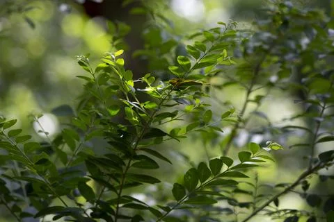 Bush Leaves Stock Photos
