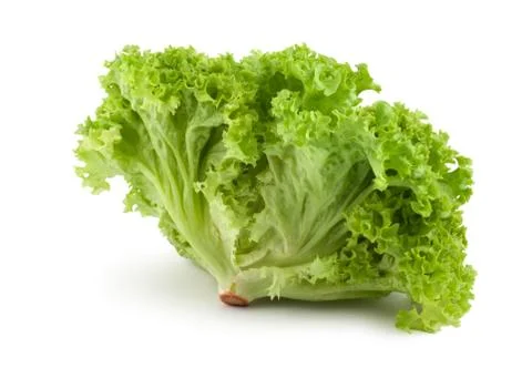 Bush lettuce Foto stock