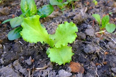 Bush of lettuce Stock-Fotos