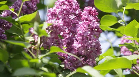 Bush of a lilac waves on a wind Video stock 23639204