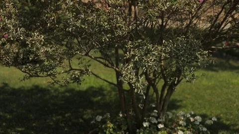The bush is located against the backdrop of walls of the Maiden Tower in Baku. Stock Footage 122298352