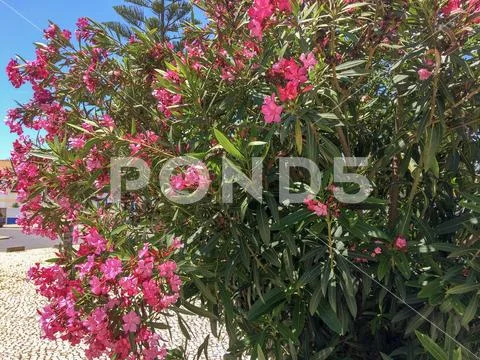 Bush with lots of pink flowers, sunny weather, heat Stock Photos