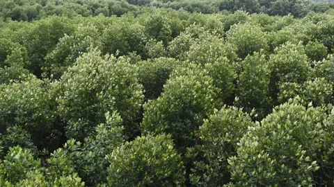 Bush of Mangrove forest moves when the wind was shaking Stock Footage 132020083