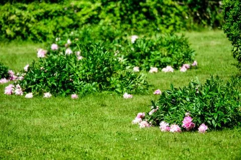 Bush with many large delicate vivid pink peony flowers in a British garden Stock Photos
