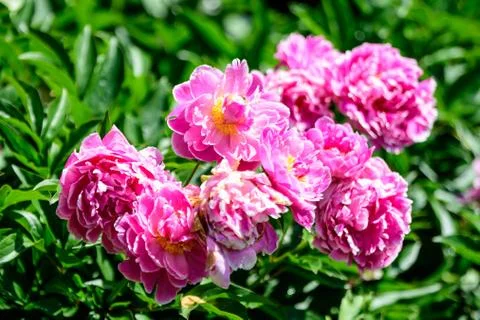 Bush with many large delicate vivid pink peony flowers in a British garden Stock Photos