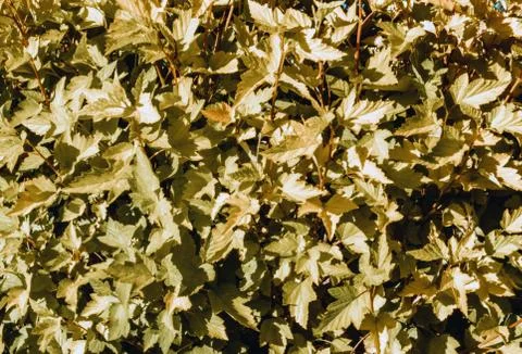Bush maple leaves Stock-Fotos