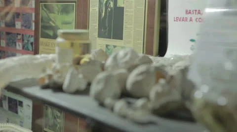 Bush Master Eggs Video stock 24324148