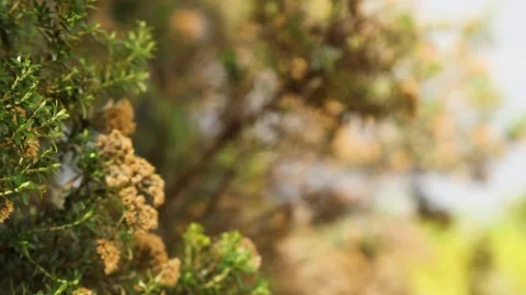 Bush in Melbourne with Blurred Background Vídeo Stock 297347746