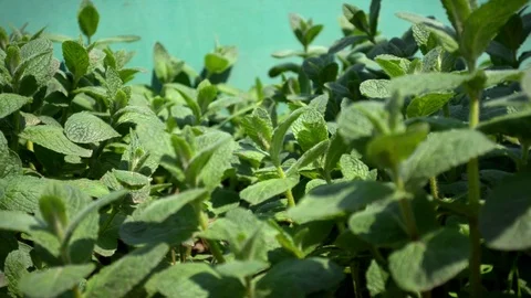 Bush of melissa or mint grows in garden, the leaves sway from the wind Stock Footage 122511032
