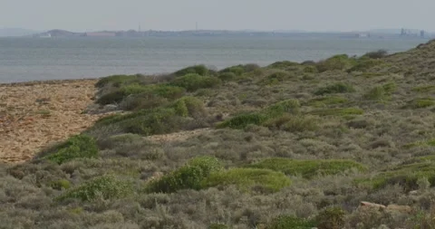 Bush With Mining In Background Stock Footage 317472772