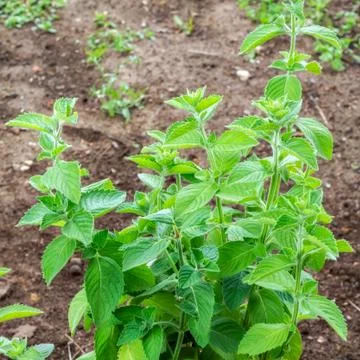 Bush of mint. Stock Photos
