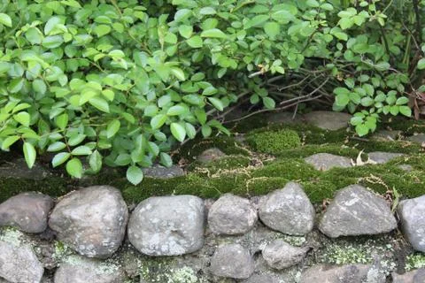 Bush Moss Rock Wall Stock Photos