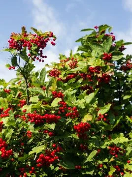 Bush of mountain ash Stock Photos