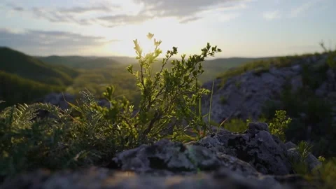 Bush on the mountain close-up at sunset Stock Footage 234332406
