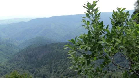 Bush on mountain in the wind Stock Footage 135167293