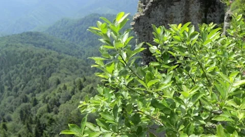 Bush on mountain in the wind Stock Footage 135167298