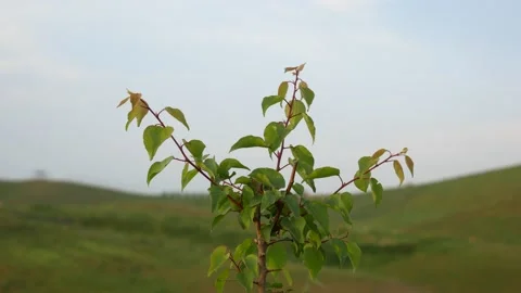 The bush moves in the wind Stock Footage 239354891