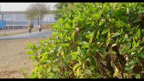 Bush with Moving Leaves in Park Pathway for Mindfulness Background Use Stock Footage 328159092