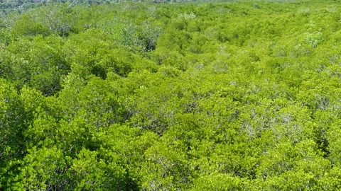 Bush moving sway when the wind was shaking Stock Footage 167410919