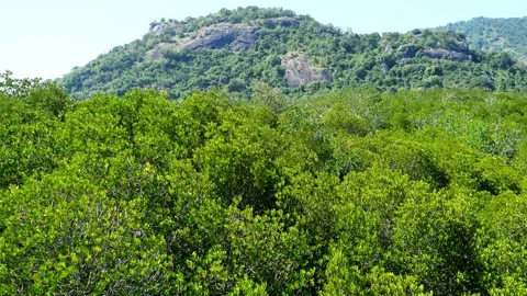 Bush moving sway when the wind was shaking with mountain and blue sky Stock Footage 167412696